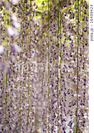 三大神社　砂摺りの藤 16499424