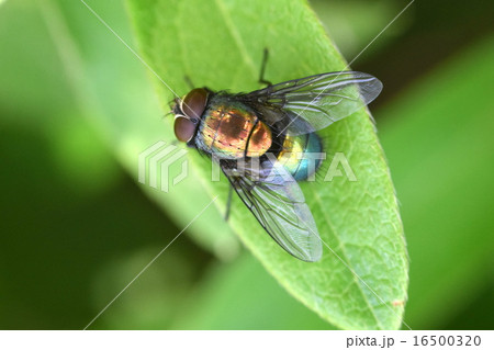 キンバエ 16500320