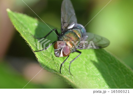 キンバエ 16500321