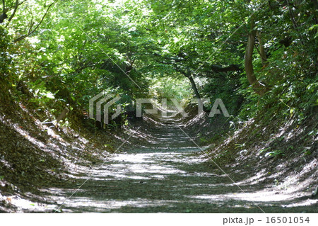 倶利伽羅古道 倶利伽羅古道 16501054