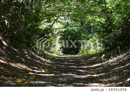 倶利伽羅古道 16501056