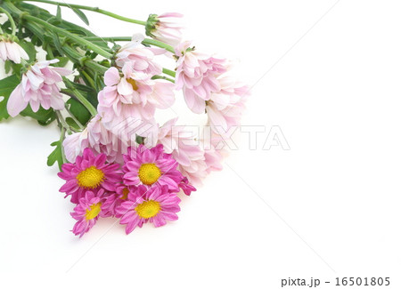 菊 16501805