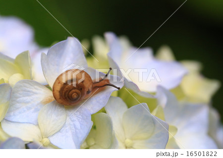 カタツムリ3913 カタツムリ3913 16501822