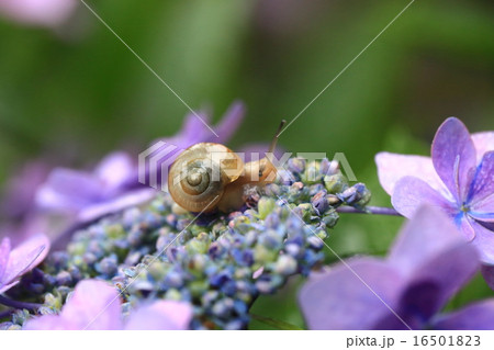 カタツムリ3948 16501823