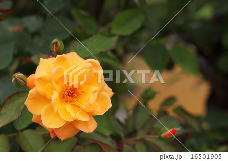 スブニールドゥアンネフランク・バラの花と雨雫 スブニールドゥアンネフランク・バラの花と雨雫 16501905