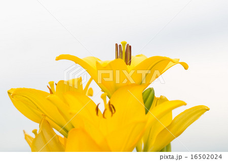 ゆり 品種(セラダ) ゆり 品種(セラダ) 16502024