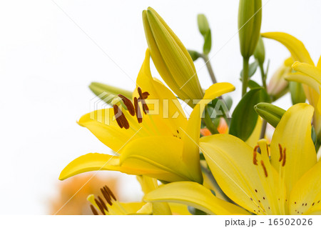 黄色ゆり 黄色ゆり 16502026