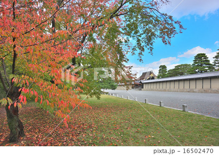 秋の京都御所 16502470