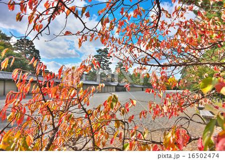 秋の京都御所 秋の京都御所 16502474