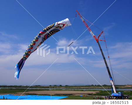 ジャンボこいのぼり（利根川河川敷 緑地公園／埼玉県加須市） 16502515