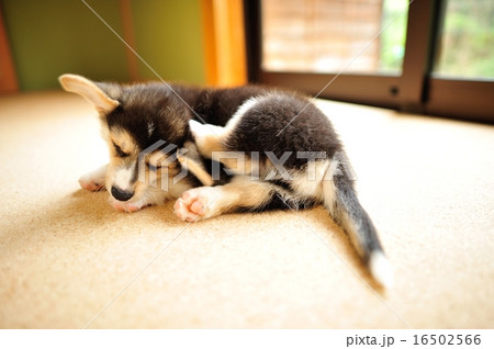 かきかき 16502566