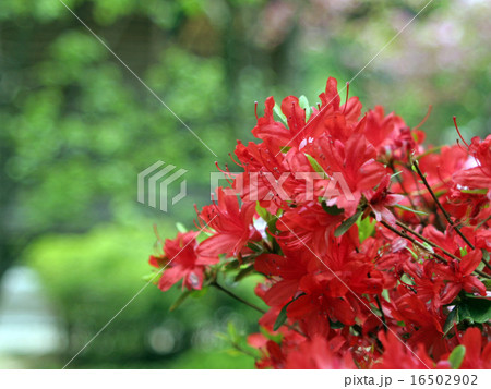 長谷寺のツツジ 長谷寺のツツジ 16502902