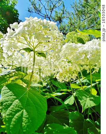 紫陽花 紫陽花 16503048