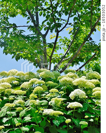 紫陽花 16503052