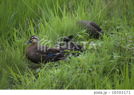 カルガモ 16503171