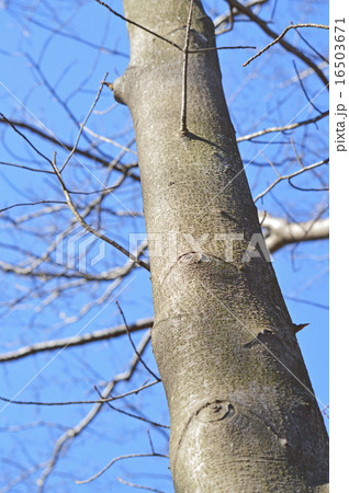 ニガキ（苦木） 16503671