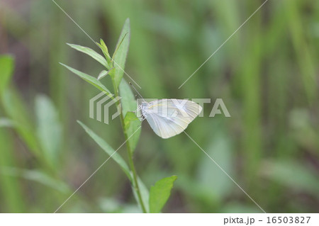 モンシロチョウ０１ 16503827