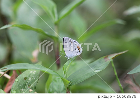 ツバメシジミ03 ツバメシジミ03 16503879