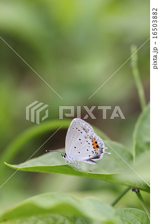 ツバメシジミ０６ 16503882