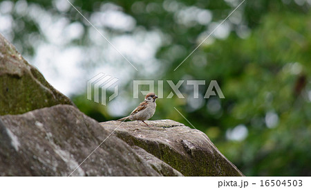 巣立ち前のスズメ 16504503