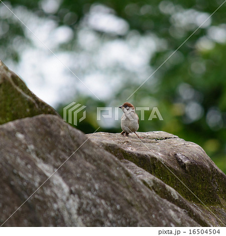 岩に立つスズメ 16504504