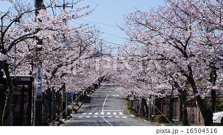 鎌倉逗子ハイランドの桜並木の写真素材