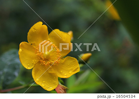 キンシバイの花と雨雫 16504534