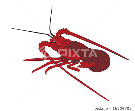 伊勢海老 16504705