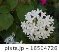 ペンタス ペンタス 16504726