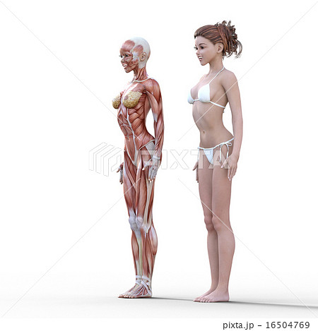 ヌードの女性と筋肉標本 Perming3dcgイラスト素材のイラスト素材