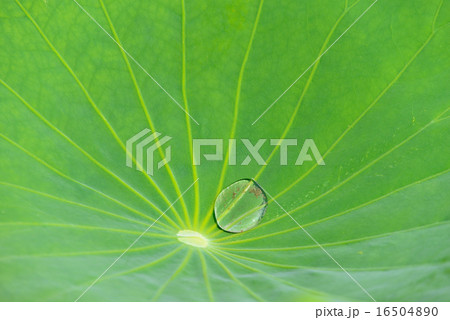 lotus leaf 16504890