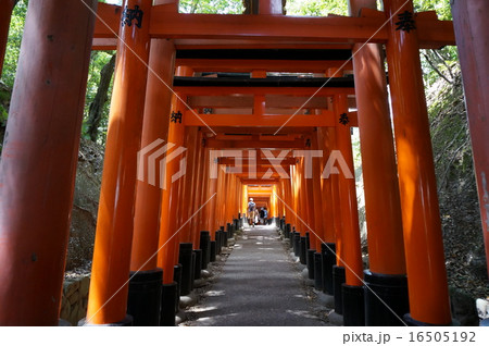 京都伏見稲荷神社の千本鳥居 京都伏見稲荷神社の千本鳥居 16505192