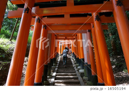 京都伏見稲荷神社の千本鳥居 京都伏見稲荷神社の千本鳥居 16505194