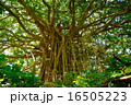 森の中のガジュマル2（喜界島ガジュマル巨木） 16505223