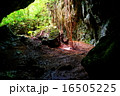 洞窟と緑 16505225
