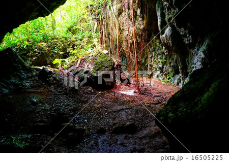 洞窟と緑 16505225
