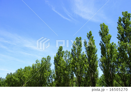 ポプラ並木と青空 ポプラ並木と青空 16505270