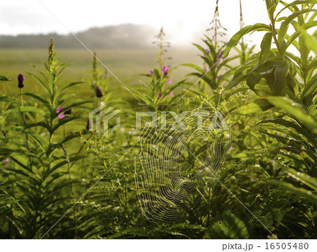 高原の朝 高原の朝 16505480
