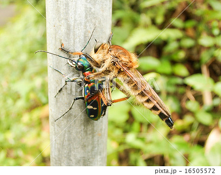 ハンミョウ、シオヤアブの餌食に　４ 16505572