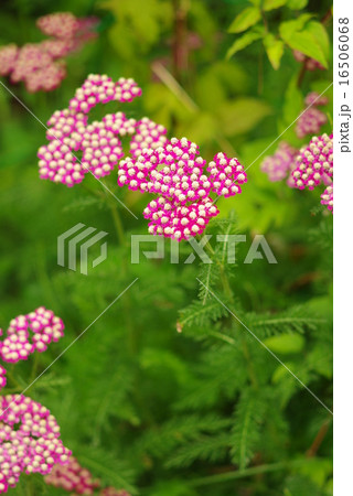 西洋鋸草　セイヨウノコギリソウ　縦画像 16506068