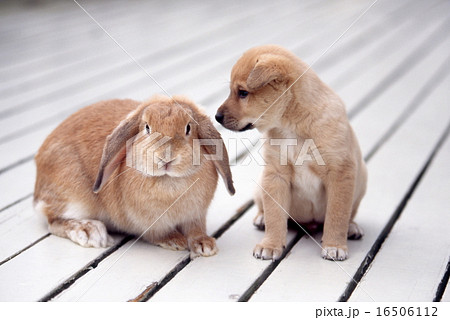 かわいい仔犬の写真素材