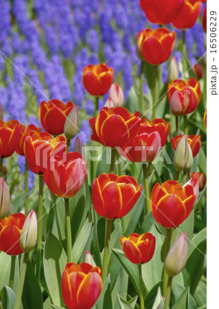 チューリップ とムスカリ チューリップ とムスカリ 16506229