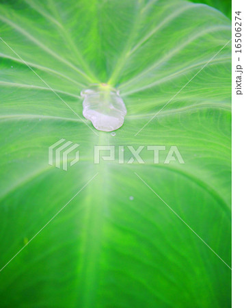 水滴 水滴 16506274