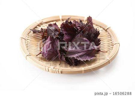 赤紫蘇 赤紫蘇 16506288