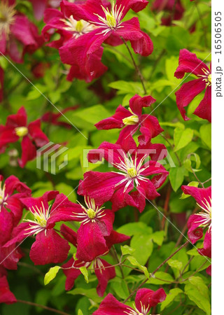 クレマチス　ビチセラ　マダムジュリア・コレボン　縦画像 16506505