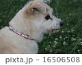 真剣なまなざしのわんこ 16506508