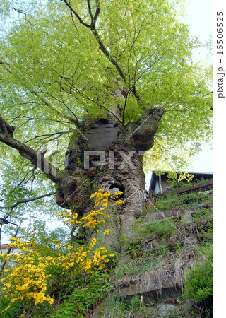 神代ケヤキ 太い幹の様子 御岳山 神代ケヤキ 太い幹の様子 御岳山 16506525
