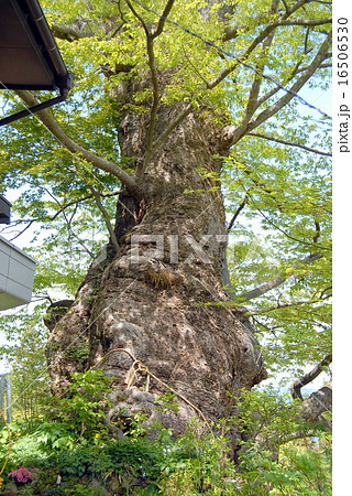 神代ケヤキ 幹の様子 御岳山 神代ケヤキ 幹の様子 御岳山 16506530