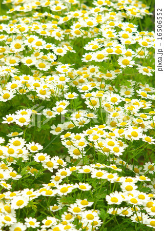 マトリカリア　縦画像 16506552