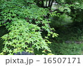 もみじ 16507171